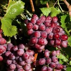 table scarlet-royal-grapes-17382052
